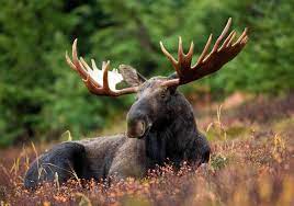 Lets talk about Moose