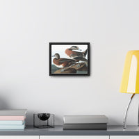 American Widgeon Wall Art, Horizontal Frame