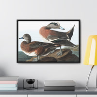 American Widgeon Wall Art, Horizontal Frame