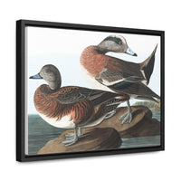 American Widgeon Wall Art, Horizontal Frame