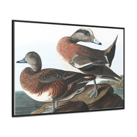 American Widgeon Wall Art, Horizontal Frame