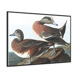 American Widgeon Wall Art, Horizontal Frame