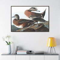 American Widgeon Wall Art, Horizontal Frame