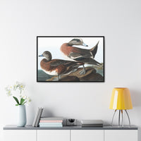 American Widgeon Wall Art, Horizontal Frame