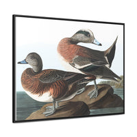 American Widgeon Wall Art, Horizontal Frame