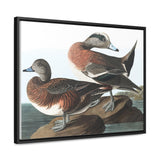 American Widgeon Wall Art, Horizontal Frame