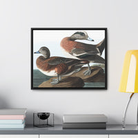 American Widgeon Wall Art, Horizontal Frame