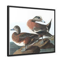 American Widgeon Wall Art, Horizontal Frame