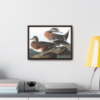 American Widgeon Wall Art, Horizontal Frame