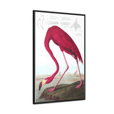 American Flamingo Gallery Canvas