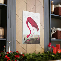 American Flamingo  Canvas