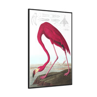 American Flamingo Gallery Canvas