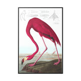 American Flamingo Gallery Canvas