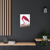 American Flamingo  Canvas