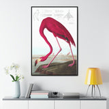 American Flamingo Gallery Canvas