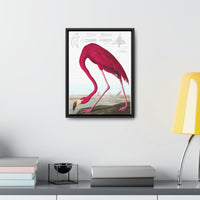 American Flamingo Gallery Canvas