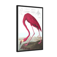 American Flamingo Gallery Canvas