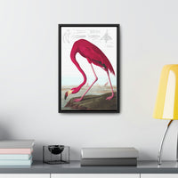 American Flamingo Gallery Canvas
