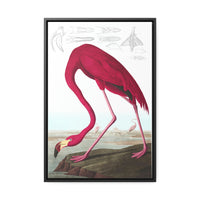 American Flamingo Gallery Canvas